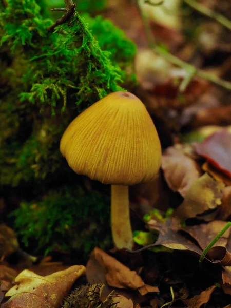 Único Cogumelo Floresta Com Folhas — Fotografia de Stock