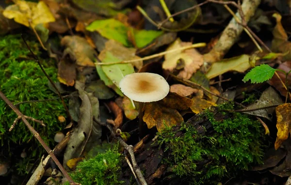 Único Cogumelo Floresta Com Folhas — Fotografia de Stock