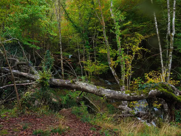 Trädstam Höstskogen — Stockfoto