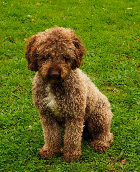Portret Brązowego Psa Tłem Trawy — Zdjęcie stockowe