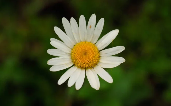 Portrait Daisy Flower — Stock Photo, Image