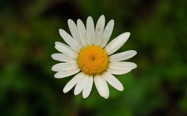 Porträtt Tusensköna Blomma — Stockfoto