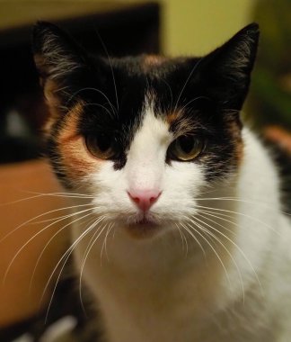 Benekli bir kedinin portresi 