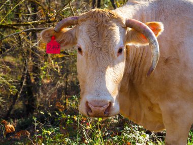 Dağlarda bir ineğin portresi