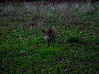 bebek dağlarda vahşi domuz