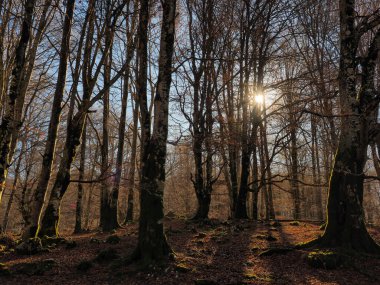 Sonbaharda orman ağaçlarının manzarası