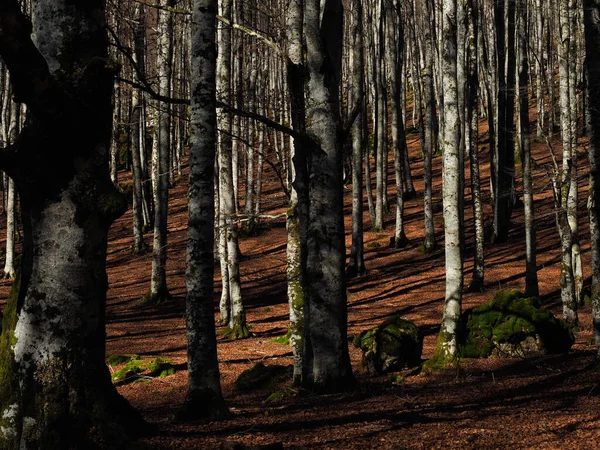 Kilátás Erdő Fák Ősszel — Stock Fotó