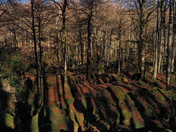 Vue Sur Les Arbres Forestiers Automne — Photo