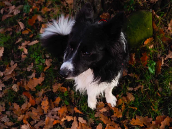 葉を背景にした犬の肖像 — ストック写真