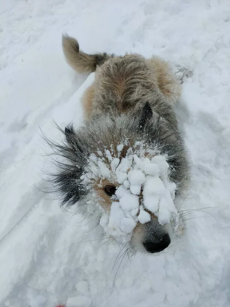 Cane Marrone Con Neve Nei Capelli — Foto Stock