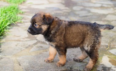 Yalnız küçük kahverengi köpek yavrusu yerde