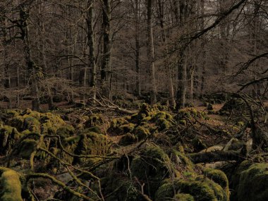 NAVARRA, İspanya 'daki Urbasa dağ ormanının manzarası