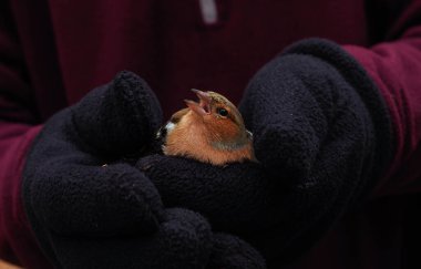 Küçük kuş siyah eldivenlerle elele tutuşur.