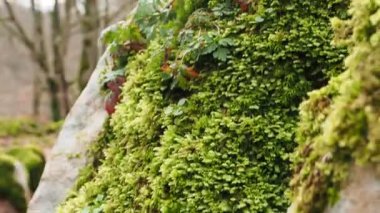 Urbasa 'daki yosunlu bir kayanın içinde hareket