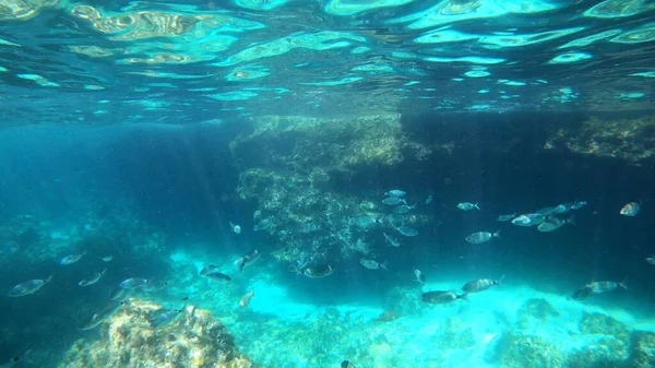 Vue Plongée Avec Tuba Certains Poissons Minorque — Photo