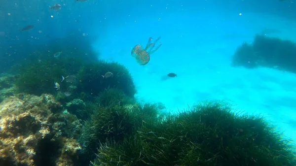 Snorkeling Widok Niektórych Ryb Menorca — Zdjęcie stockowe