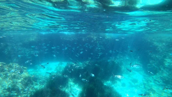 Vista Snorkel Algunos Peces Menorca — Foto de Stock