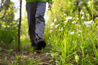 Sadece kır çiçekleriyle orman yolunda yürüyüş yapmak. Sağlıklı yaşam tarzı, sopayla etkin yürüyüş