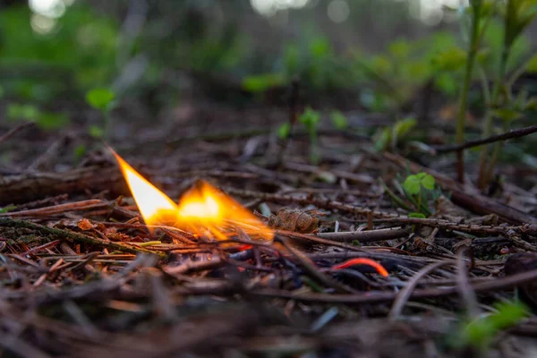 Pembakaran cocok di hutan kering. Bahaya kebakaran hutan. Melindungi lingkungan dari api Stok Lukisan  