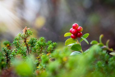 Yaz ormanlarında gün ışığında olgunlaşmış yaban mersini yetiştiren çalılar. Kuzey yaban mersini bitkisi. Doğal yaban hayatı geçmişi, dut duvar kağıdı.