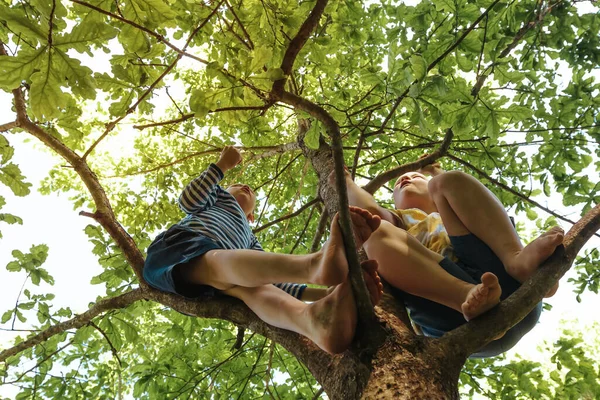 Dua anak nakal yang bahagia bermain bersama, memanjat pohon tinggi di hutan. Permainan gembira untuk anak-anak di musim panas Stok Foto
