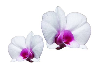 Arka planda izole edilmiş güzel mor orkide çiçeği..