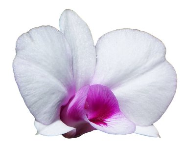 Arka planda izole edilmiş güzel mor orkide çiçeği..