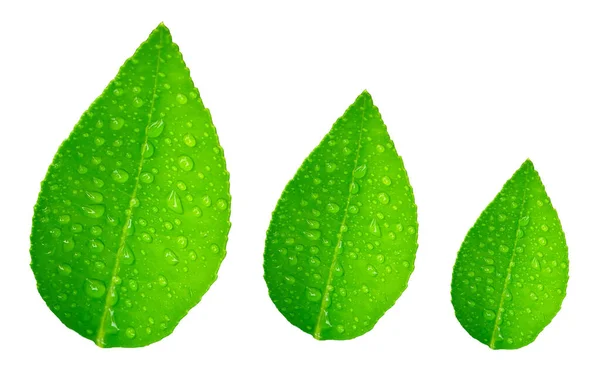 Gotas Agua Sobre Hojas Verdes Limón Sobre Fondo Blanco —  Fotos de Stock