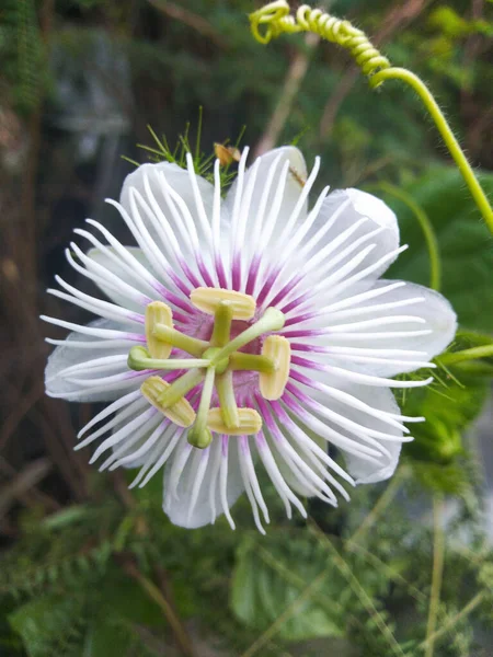 Top View Stinking Passionflower Passiflora Foetida White Flower Green Nature — Stock Photo, Image