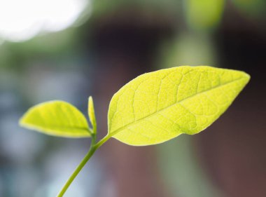 Küçük fidan, Annona squamosa ağacı, doğal bulanık arkaplan.