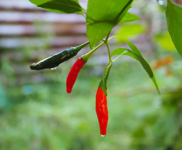 抽象的な赤チリ Capsicum Frutescens 水液滴と 柔らかいぼやけたスタイルで 緑の背景に マクロ — ストック写真