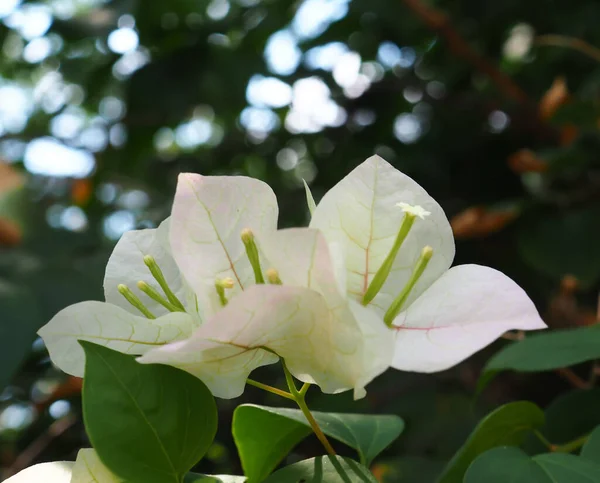 Belles Fleurs Blanches Bougainvilliers Pétales Colorés Matin Dans Jardin Fond — Photo