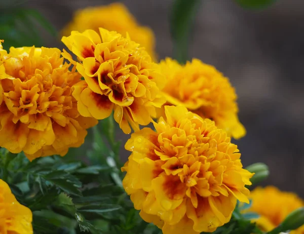 Close Gele Tagetes Erecta Bloem Met Natuurlijke Wazige Achtergrond Thailand — Stockfoto