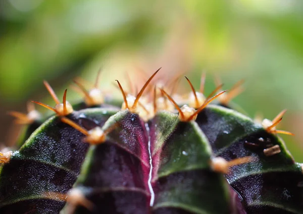 Makro Arka Plan Için Kullanılan Damlacıkları Ile Soyut Küçük Kaktüsler — Stok fotoğraf