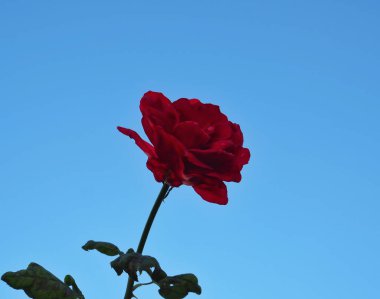 Mavi gökyüzü arka planında güzel kırmızı güller. Mutlu Velantimes Günü olarak kullan.