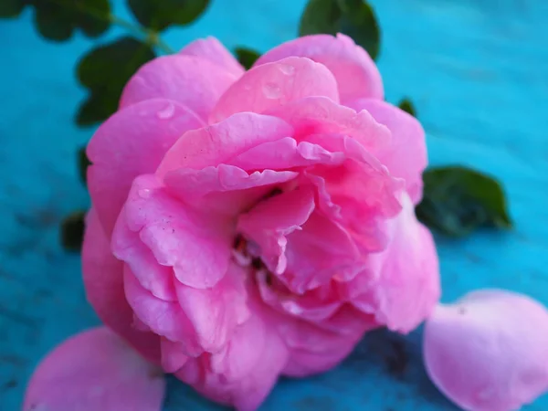 Mooie Roze Rozen Bloem Blauwe Achtergrond Gebruik Als Happy Velantimes — Stockfoto