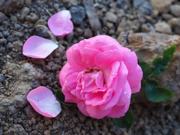Beautiful Pink Roses Ground Background Used Happy Velantimes Day — Stock Photo, Image