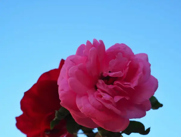 Mooie Rode Roze Rozen Bloemen Blauwe Lucht Achtergrond Gebruik Als — Stockfoto