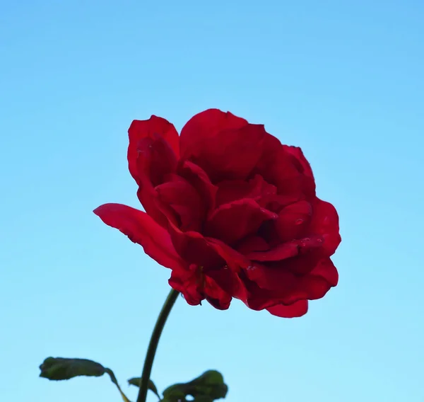 Prachtige Rode Rozen Bloem Blauwe Lucht Achtergrond Gebruik Als Happy — Stockfoto