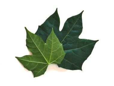 Abstract Green leaves, green vegetable, green herb leaf use as food, isolated on white Background.