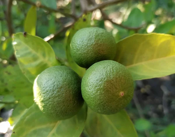 close-up lime tree in the garden, vitamin C, Green organic lime, citrus fruit hanging on tree.