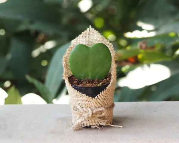little cactus, cactus heart for valentine's day, card weeding, flower green background, blur natural background, with free space for text, macro.