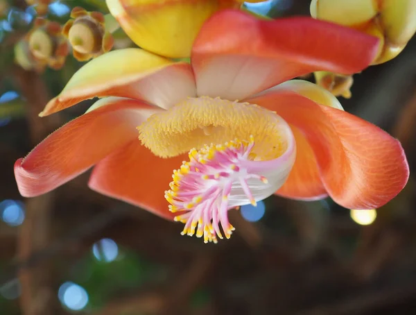 Bellissimo Polline Cannonball Flowers Couroupita Guianensis Fiore Rosso Letteratura Floreale — Foto Stock