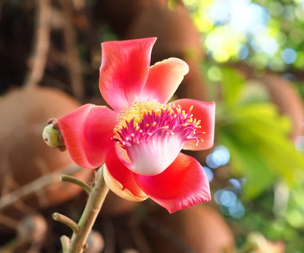 Fiori Astratti Cannonball Couroupita Guianensis Fiore Rosso Letteratura Fiore Letteratura — Foto Stock