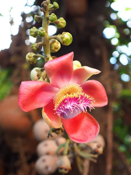 soyut Gülle çiçekleri, Couroupita guianensis, kırmızı çiçek, edebiyat çiçeği, ağaç edebiyatı, bulanık doğal bokeh arkaplan, kopyalama alanı, makro.