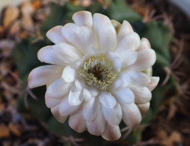 Bulanık arka planda sevimli beyaz çiçek kaktüsü olan küçük yeşil ağaç, güzel küçük çiçek, makro.