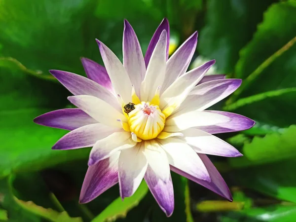 Bela Flor Lótus Roxo Com Folha Verde Lagoa Foco Pólen — Fotografia de Stock