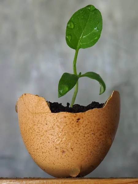 Biraz yeşil sebze, tavuklu yumurta kabuğuyla yer ahşabı, duvarda klasik cemen arkaplanı, makro..