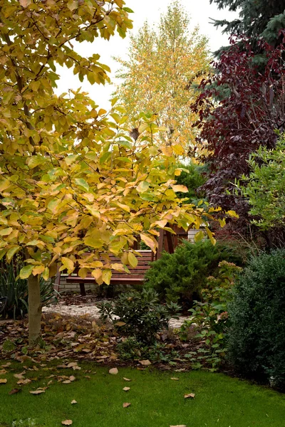 Yellow Magnolia Leaves Autumn Garden — Stock Photo, Image