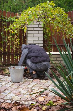 Bir kadın sonbahar bahçesindeki kovada kurumuş yapraklar topluyor.